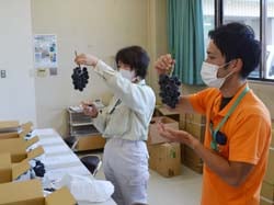 粒数や軽欠点を審査する様子
