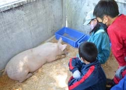 飼育するブタを見つめる文組の児童