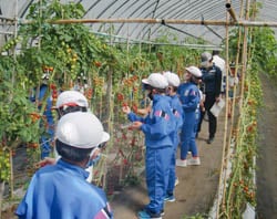 ミニトマトを収穫する児童
