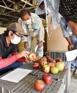 出荷規格を確認するJAと生産者