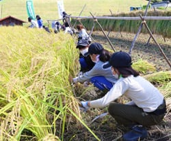 声を掛け合いながら稲刈りをする児童ら