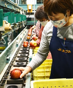 目視で傷の有無等を確認する選果スタッフ
