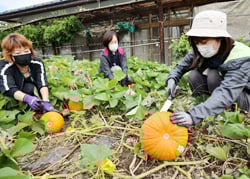 ハロウィンカボチャを収穫する職員