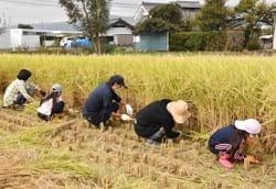 大人も子どもも黙々と真剣に稲刈り