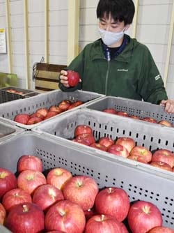 出荷されたリンゴを確認する生産者