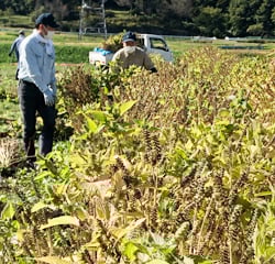 エゴマの収穫を行った