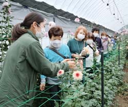 鈴木さん（左）からさまざまな洋ギクを紹介されたほ場見学会