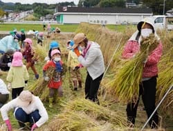 束ねた稲を両脇に抱え働く園児