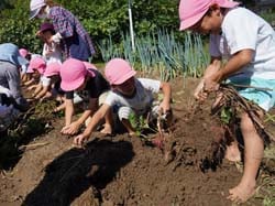 大きなお芋を土から引っ張り上げる園児