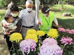 色鮮やかな菊を鑑賞する観光客
