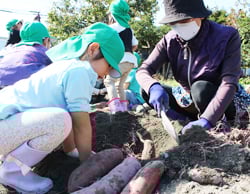 収穫する園児を手伝う増塩支部長