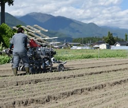 玉ねぎ「ネオアース」の苗を定植するJA職員