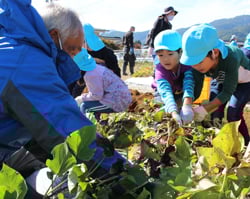 園児たちにつるを切る作業を指導する古畑農家組合長会長