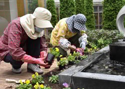 ビオラを植え付けていく女性部員