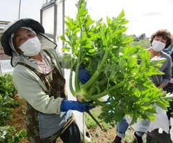 永田さん（左）に教わりながらセルリー収穫体験を楽しんだ受講生