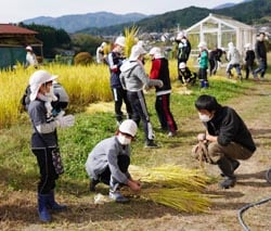 青年部の指導を受けながら行う稲刈り作業