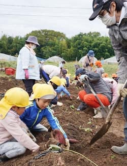 JA青年部員と一緒に芋掘りを楽しむ園児