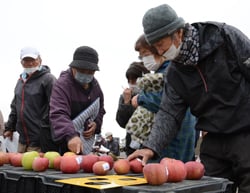出荷規格を確認する生産者