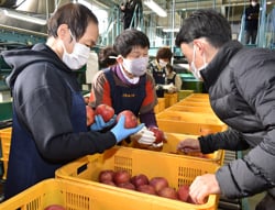 実物でJA職員に選果規格を確認する選果員