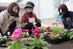 プランターに花を植える女性部員
