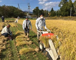 バインダーで稲刈りをする職員