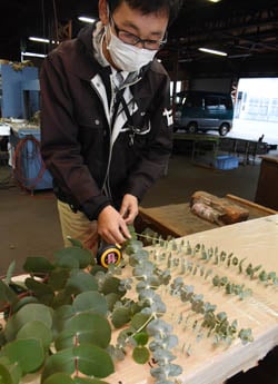 出荷基準を確認する生産者