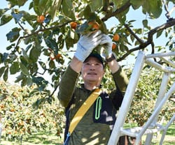 市田柿の収穫をする担い手研修生