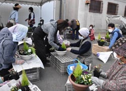講師に教わり寄せ植えをしていく女性部員