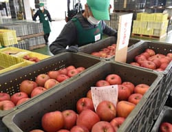 須高フルーツセンターに持ち込まれたサンふじ