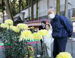花の形状や開き具合などを審査する菊花展初日