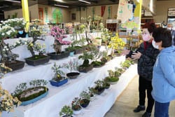丹精込めて育てた盆栽菊が並ぶ作品展