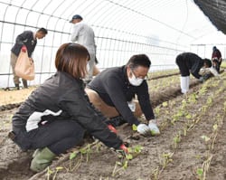 ハウスで陸ワサビの定植作業をするJA職員ら