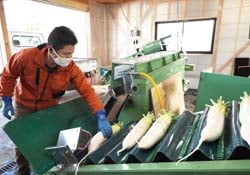自動選別機を使って効率よくダイコンの洗浄作業を行う中村さん