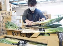 出荷された土付きねぎを検品するJA担当者