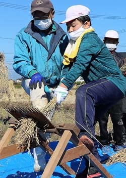 千歯こきを体験する児童（11月4日、佐久市田口の圃場で）