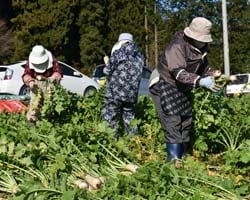 牧大根を収穫するプロジェクトメンバーら