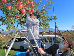 リンゴの収穫を楽しむ親子
