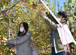 リンゴの収穫を楽しむ参加者