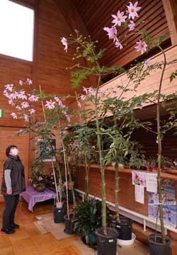 天高く育った富士見グリーンカルチャーセンターの皇帝ダリア