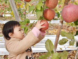 真剣にりんご収穫（長野市篠ノ井、11月20日）