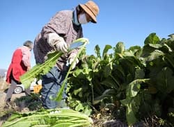 自分たちで収穫した野沢菜を切り漬けにする部員