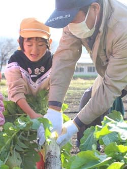JA職員と協力して収穫する園児
