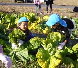 大きなハクサイを一生懸命に収穫する園児。（17日、上田市小泉）