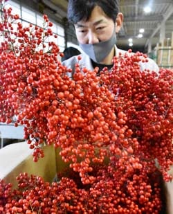 出荷最盛期を迎えた「南天」