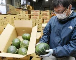 みゆき野菜花き集荷所に持ち込まれたカボチャ