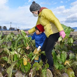野沢菜収穫を楽しむ参加者