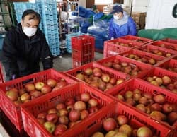 加工用リンゴをトラックから積み下ろす生産者とJA職員
