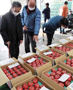 旬の味覚「サンふじ」をセリ競売で1500ケース販売 JA佐久浅間丸横共選