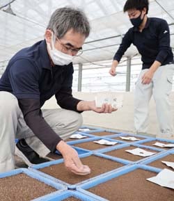 セルリーの種を手作業で慎重にまくJA職員