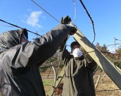 果樹棚の改築作業に打ち込む農家メンバー